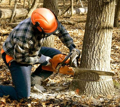 Tree Removal in Burlington, KY